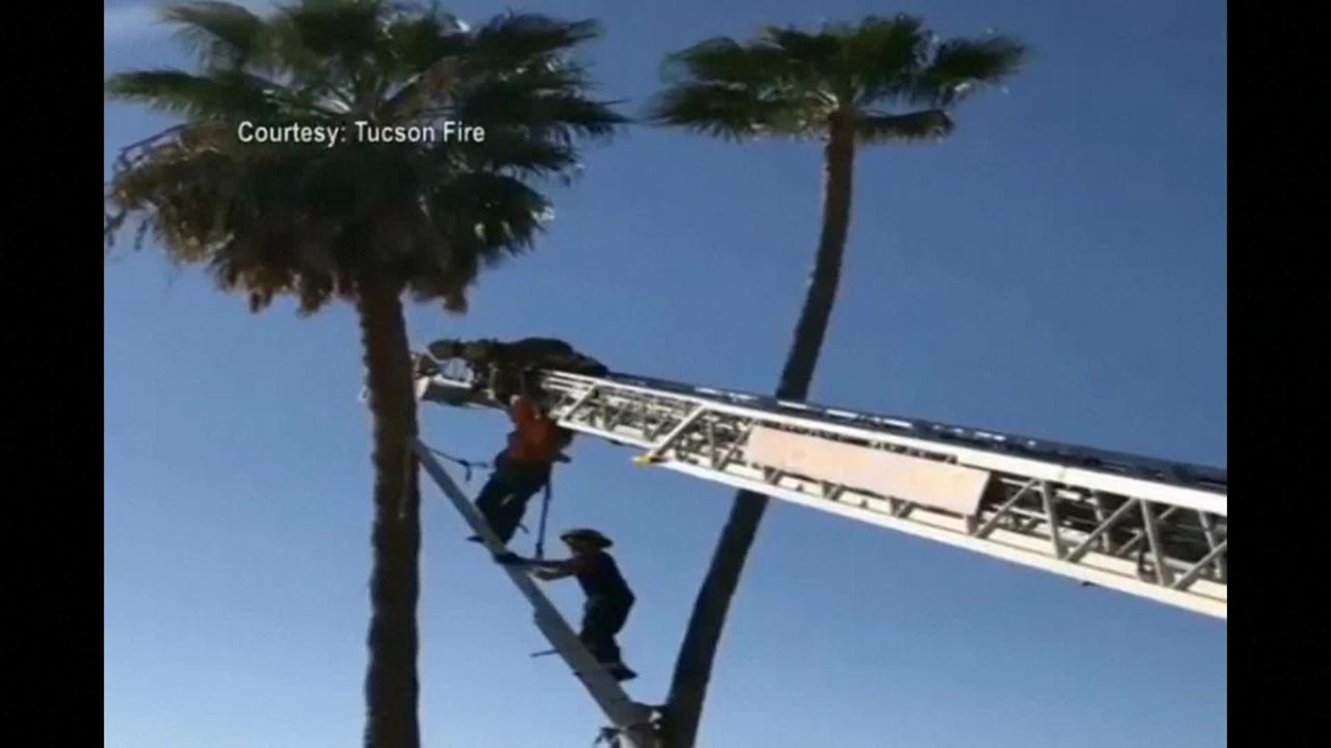 Palm tree rescue