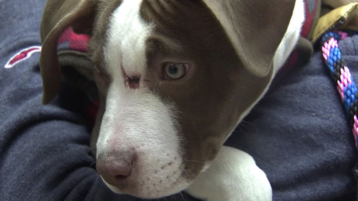 Pit bull gets hypothermia after tied to fence outside shelter