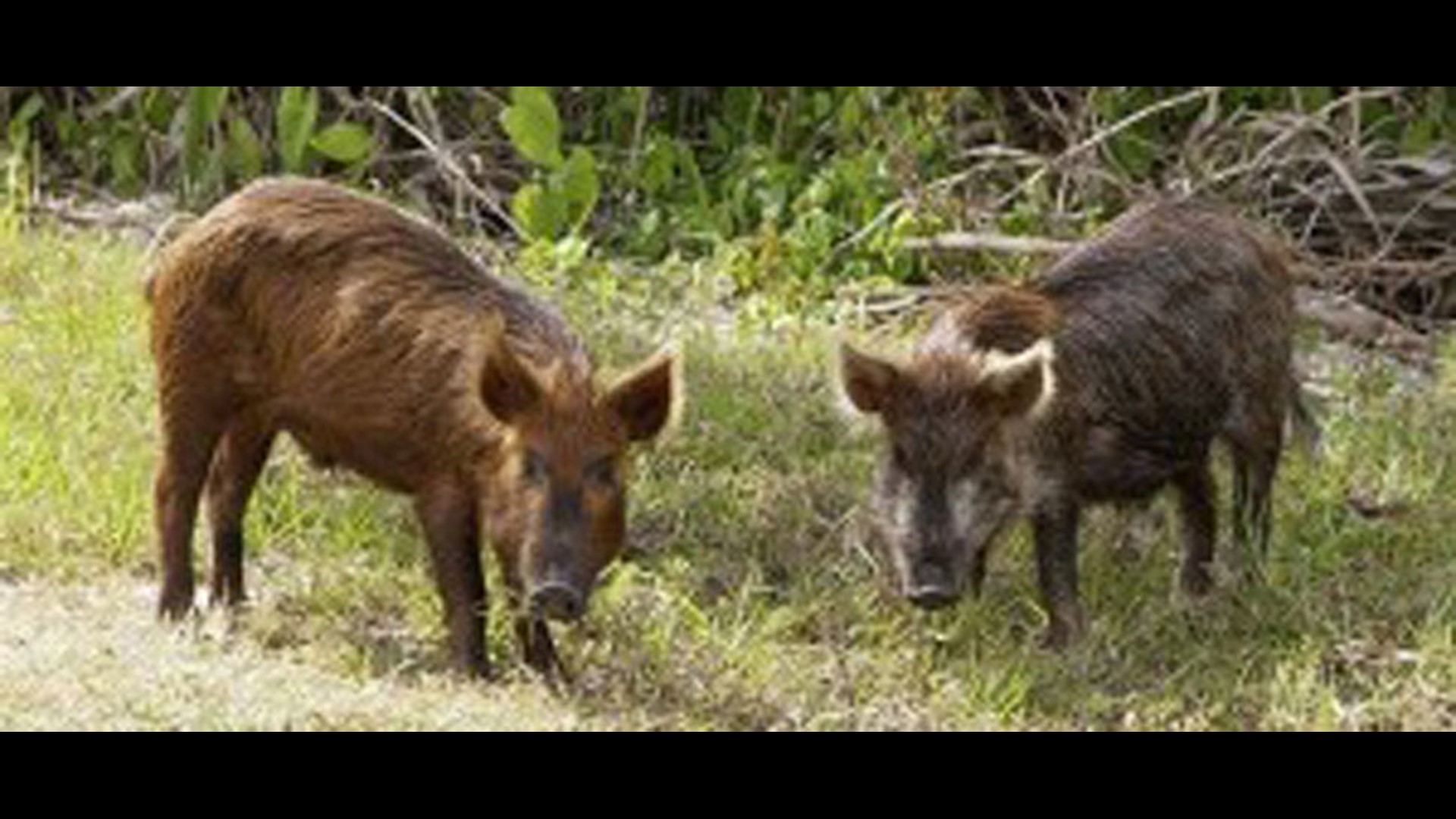 Indiana officials working to eradicate feral pigs