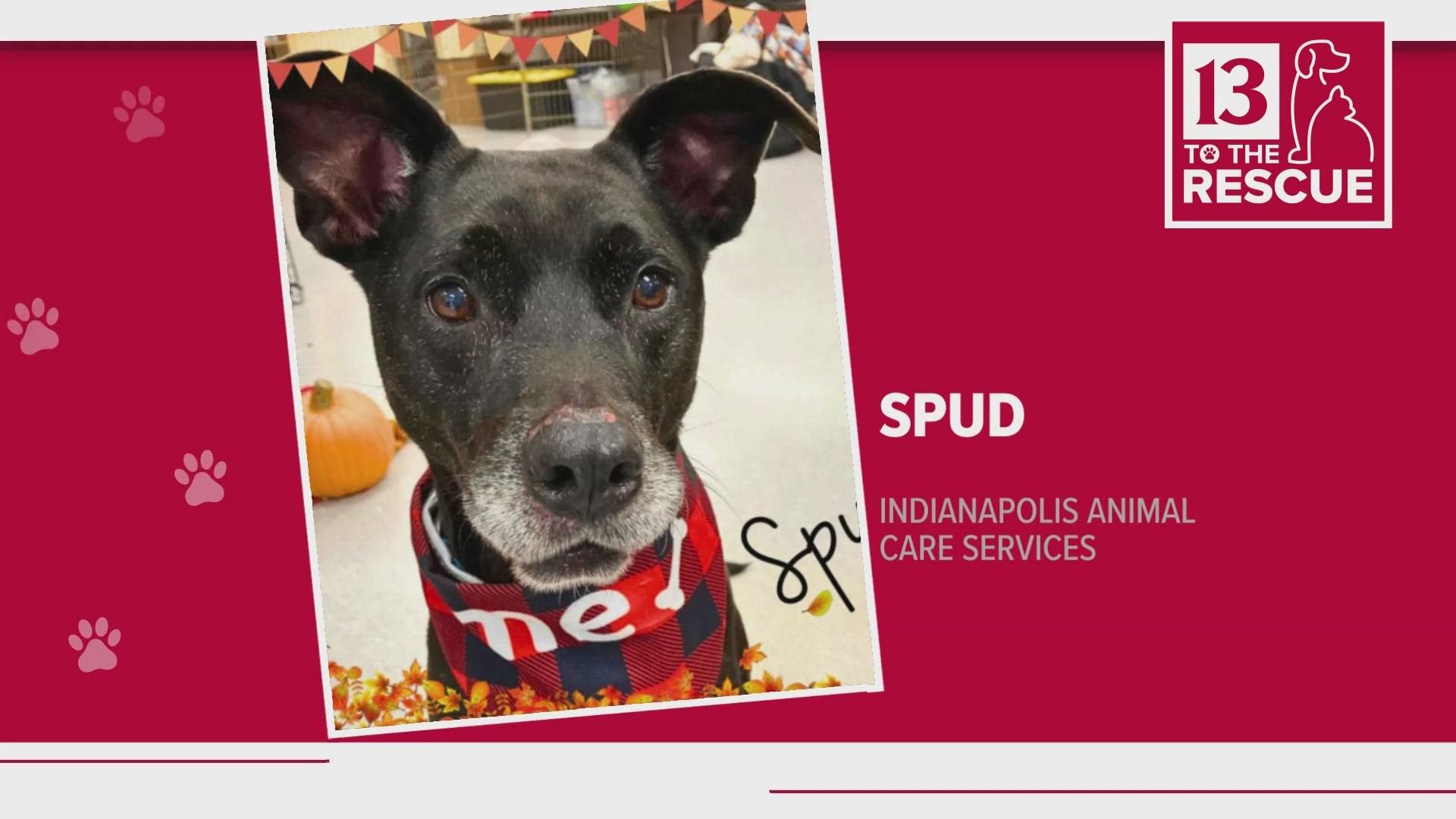 Our "13 to the Rescue" Pets of the Week are up for adoption at Indianapolis Animal Care Services.