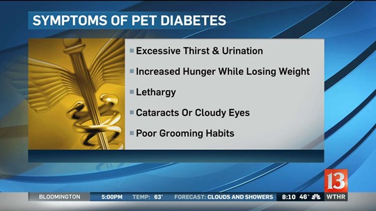 WATCH Pet Vet - National Pet Diabetes month | wthr.com