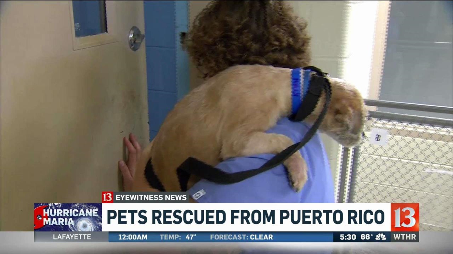 23 dogs rescued from Puerto Rico arrive in Indianapolis