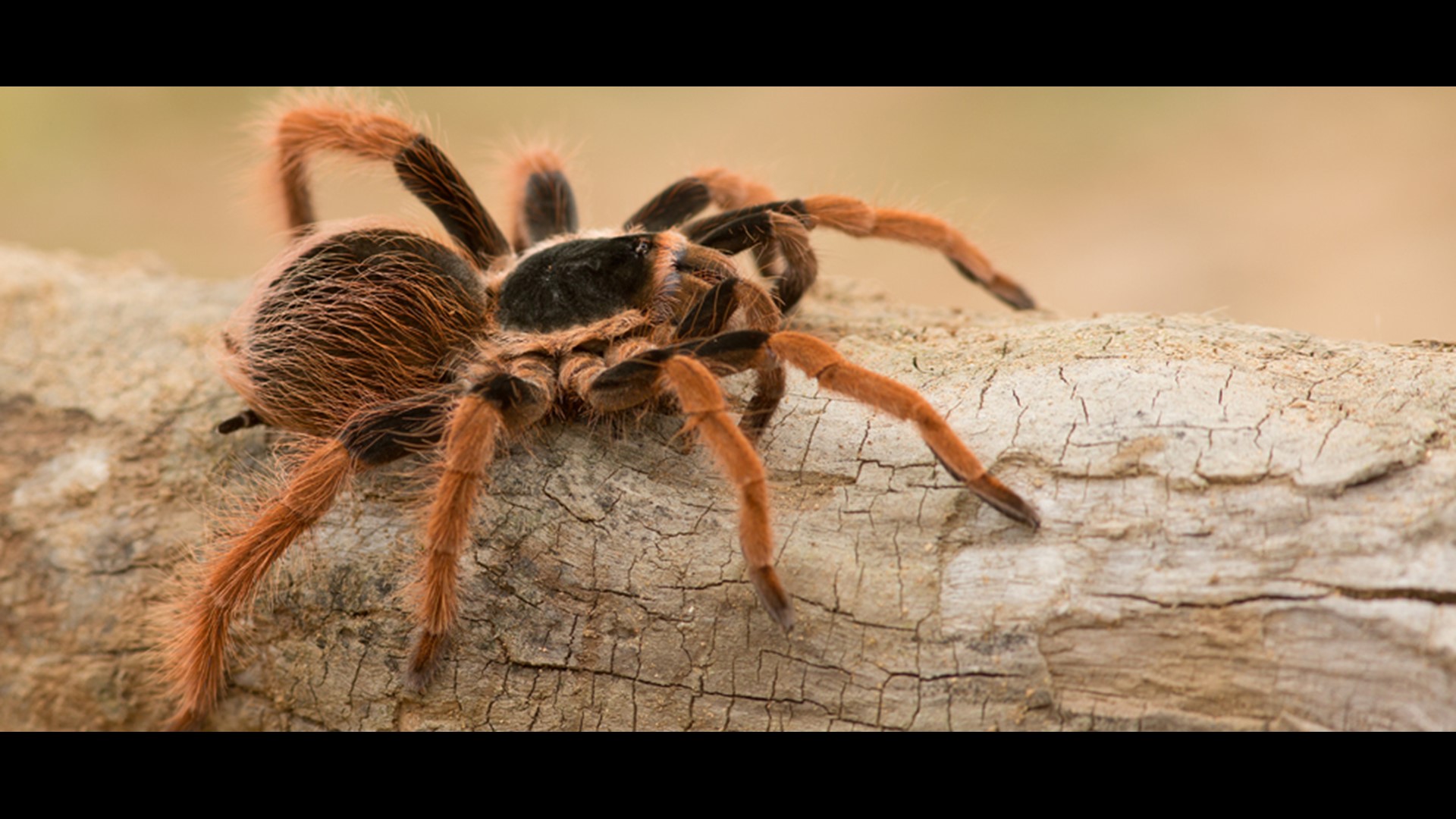 Thousands of tarantulas expected to make annual migration to Colorado