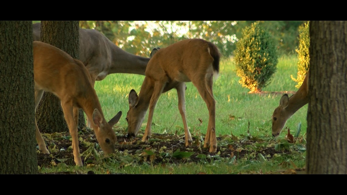 Viral disease found in dead Indiana deer could impact deer population