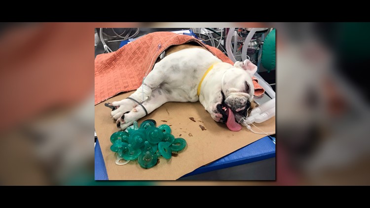 Bulldog store swallows pacifiers