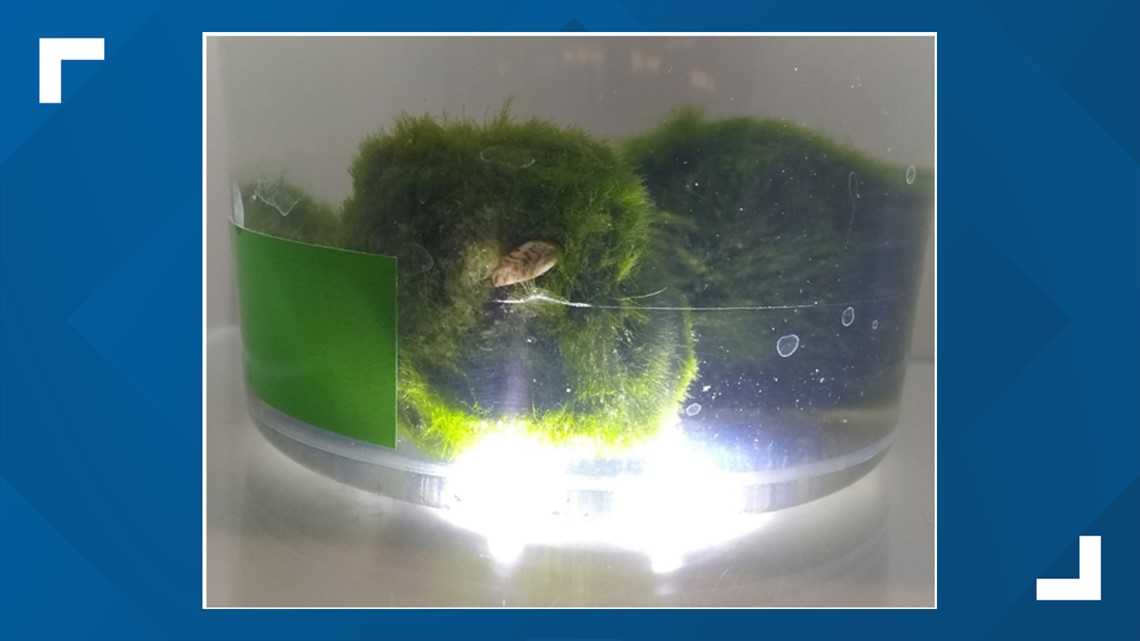 Marimo moss balls sold at pet stores have been found to be contaminated  with Zebra mussels.