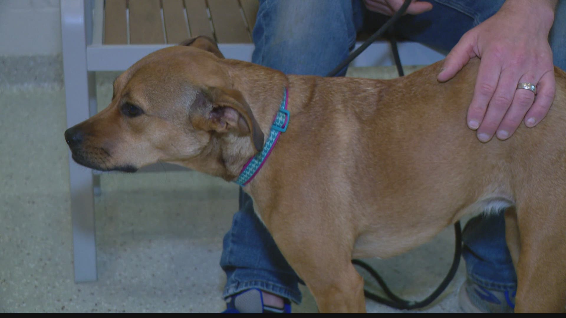 IndyHumane raises thousands of dollars to get special surgery for dog |  
