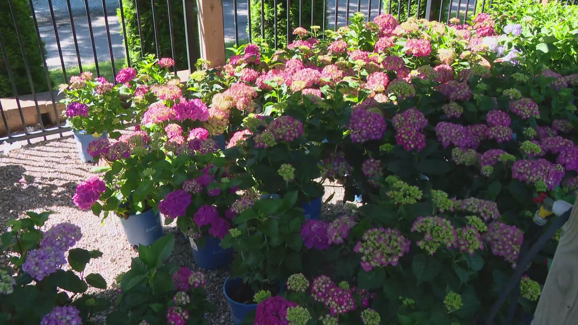 If you don't have much of a green thumb, Sullivan is offering some free tips for your flowers!