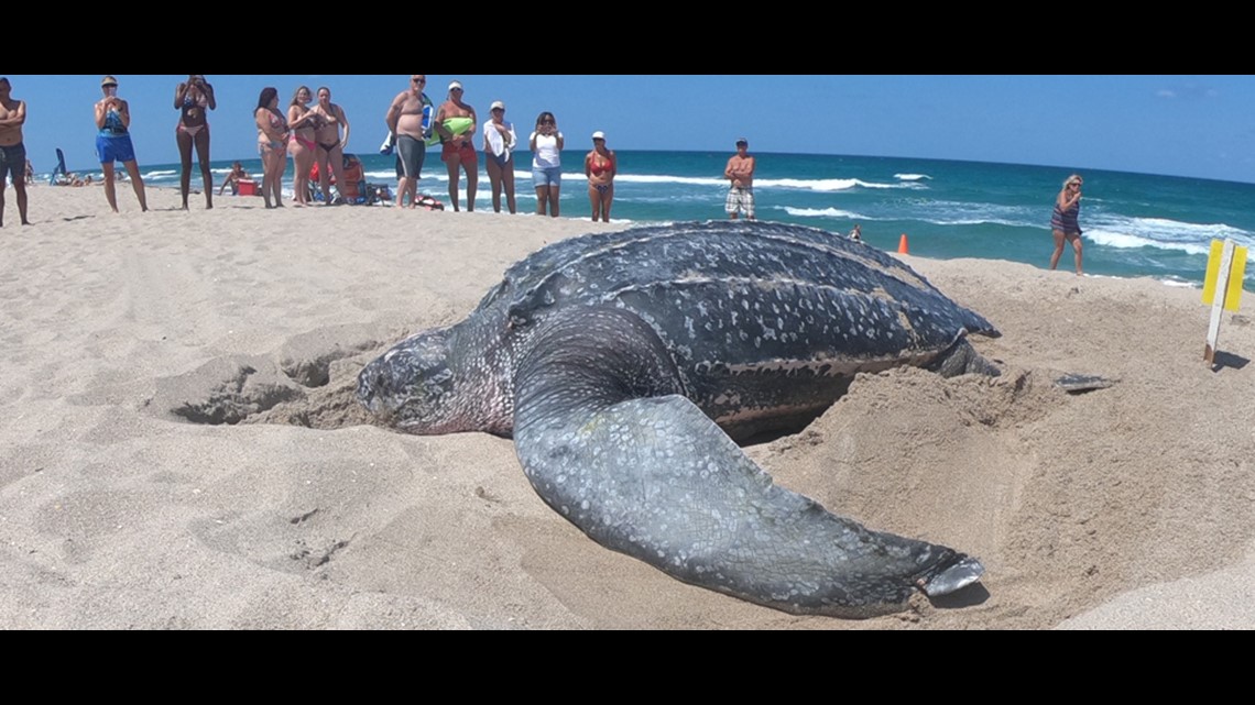 Giant leatherback turtle on Florida beach | wthr.com