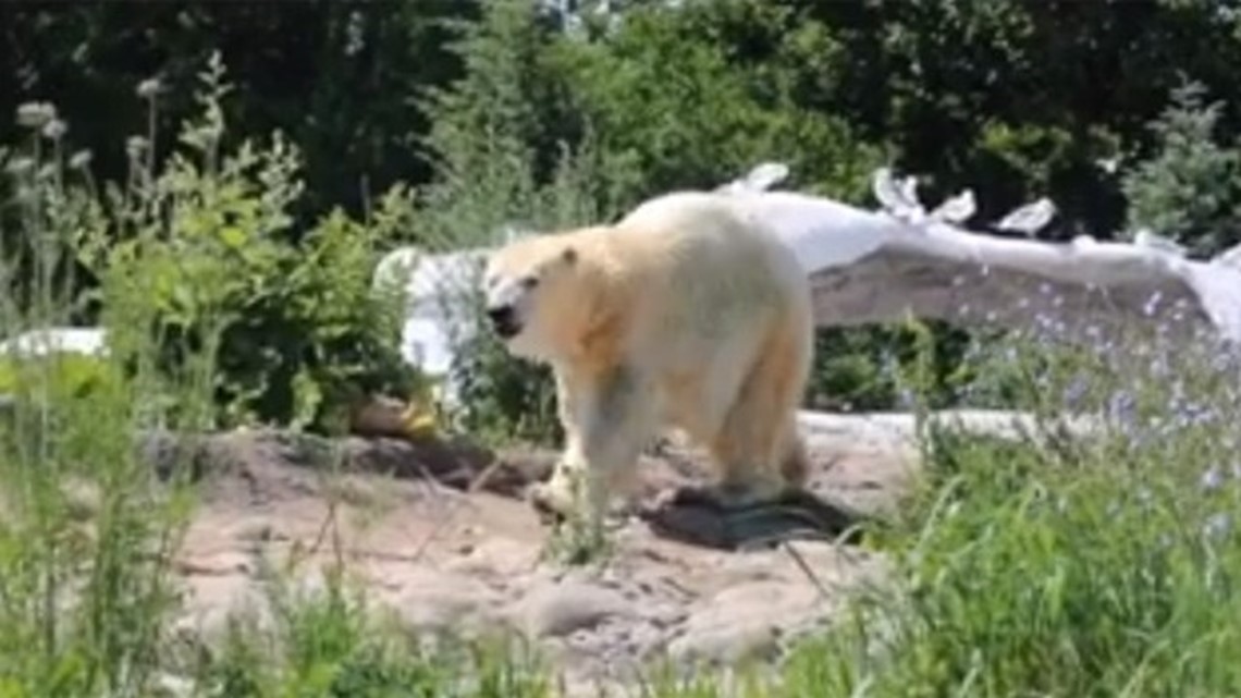 Polar Bear Denning: A Glimpse into Suka's Cozy Retreat at the Detroit Zoo