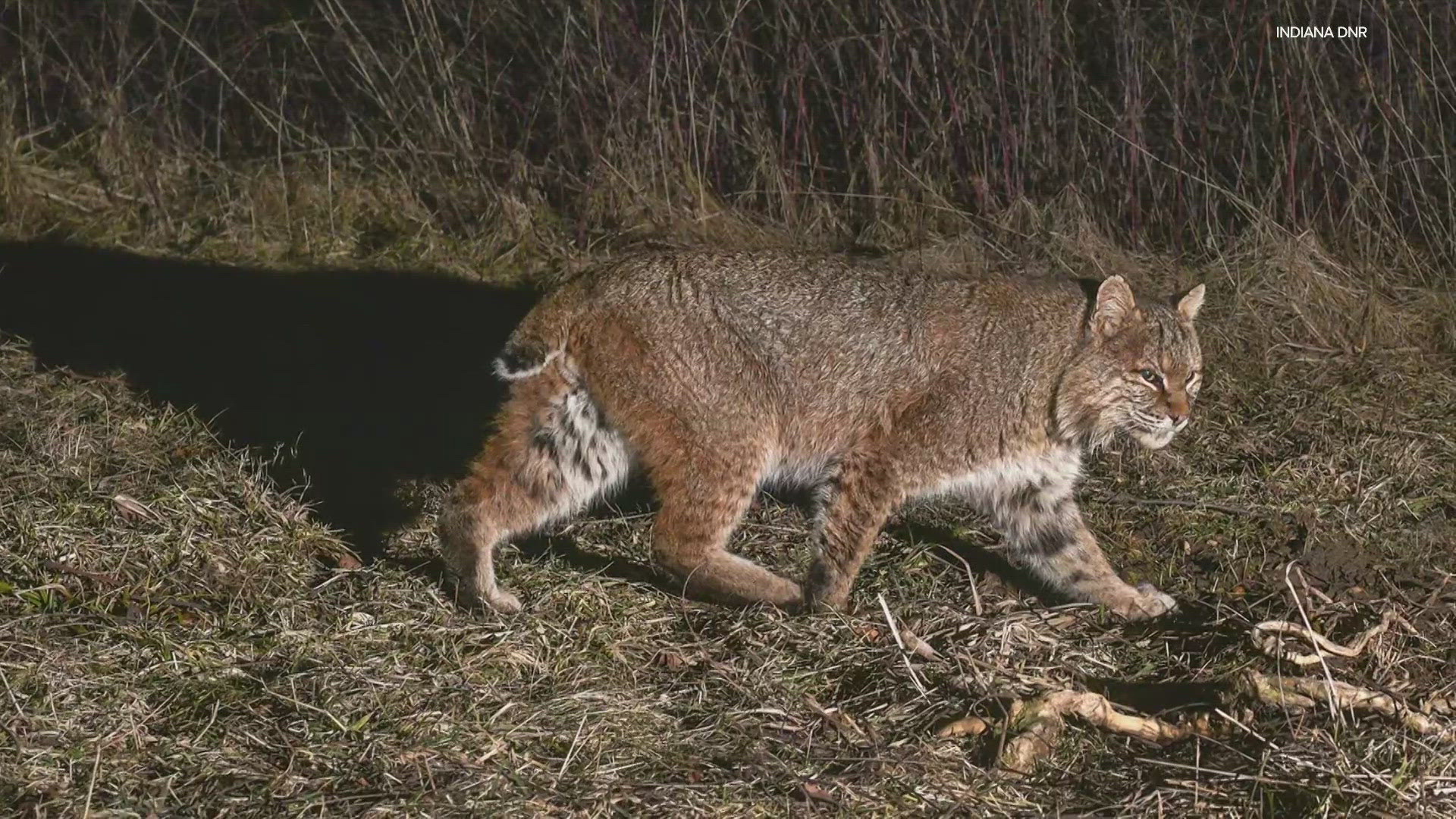 A vote on Tuesday, March 18 creates a bobcat trapping season in the state, with an annual limit of 250 of the predators. 
