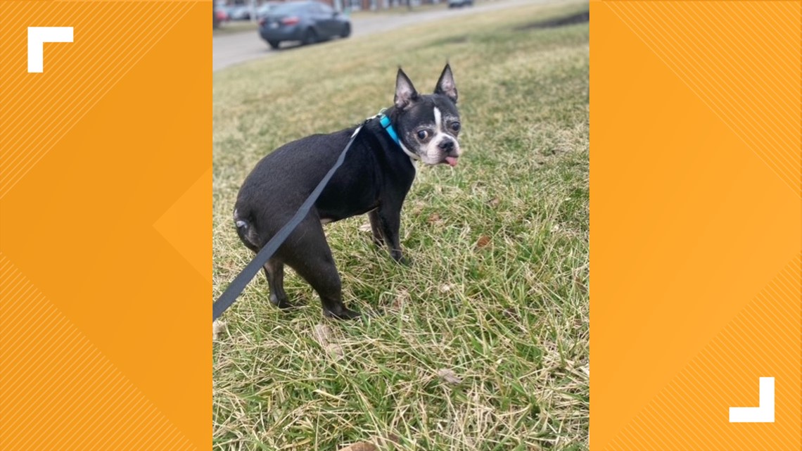 Taffy's Touch Senior Dog Rescue