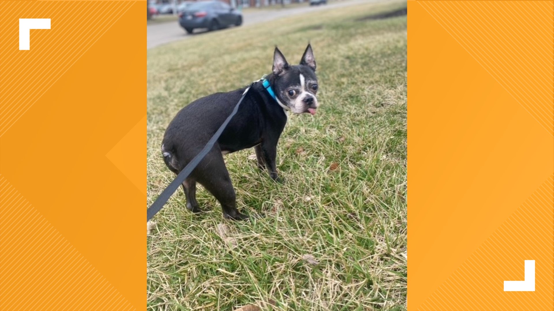 Taffy's Touch helping senior dogs live out life with love