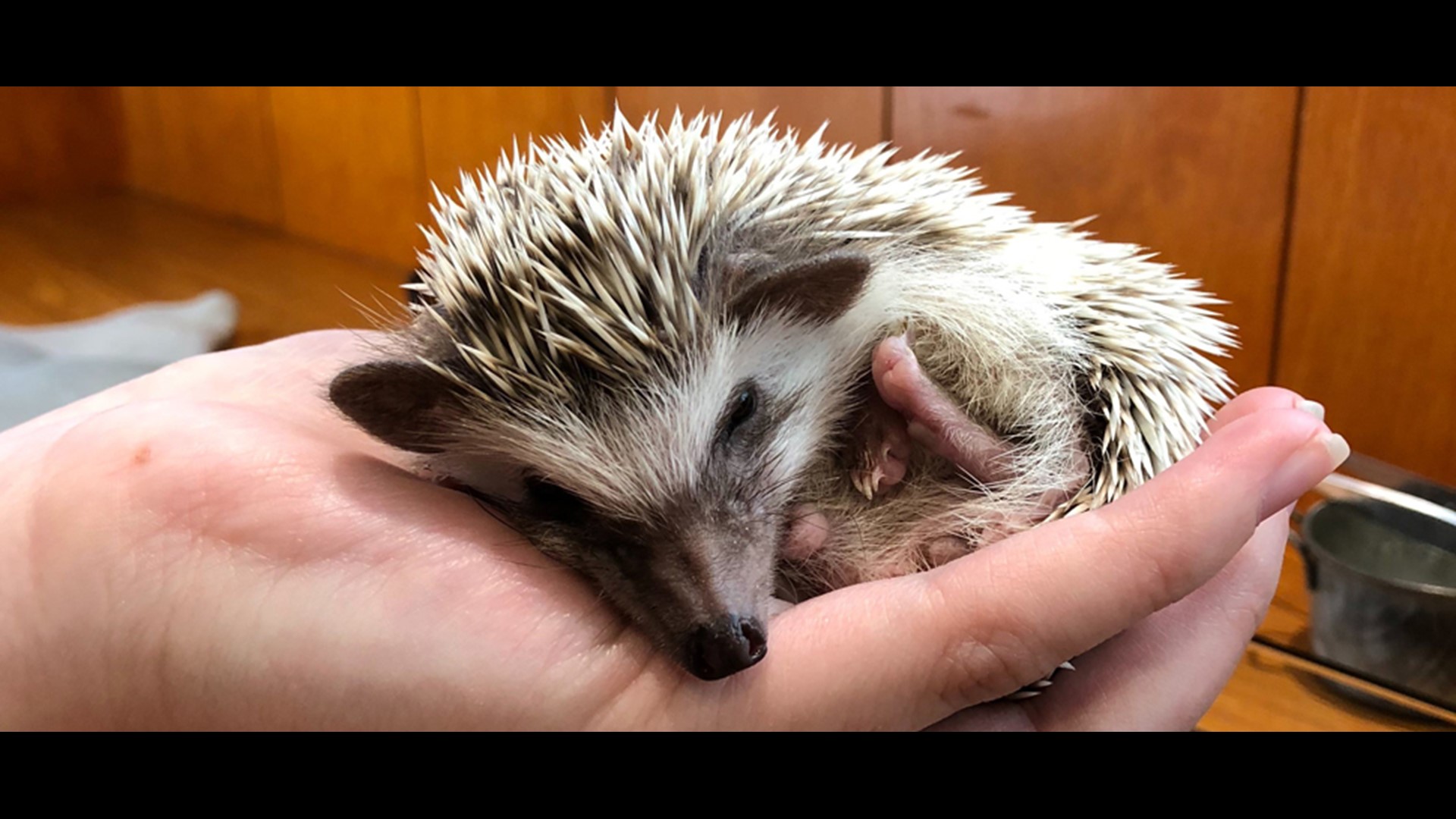 Don't kiss your hedgehog, CDC warns of salmonella outbreak(00)