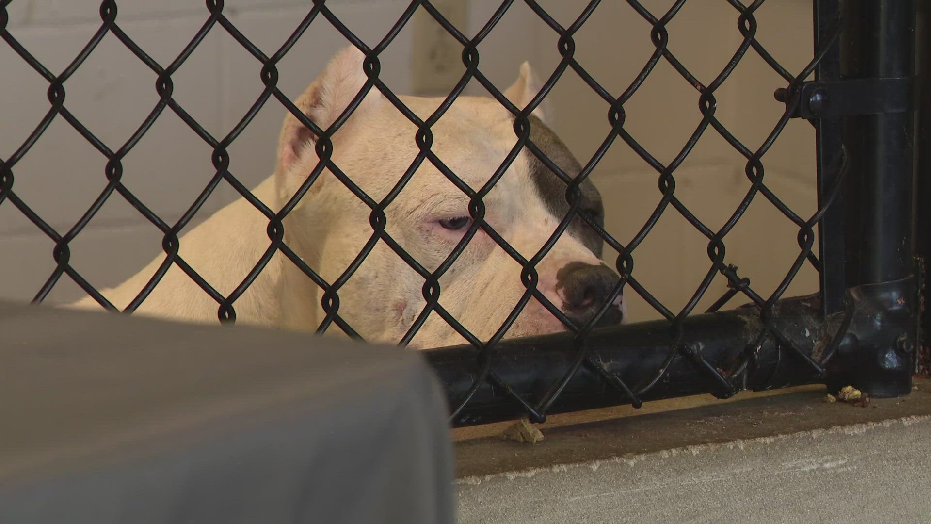 The shelter initially thought the dog died from "kennel cough." But tests later showed it was pneumonia.