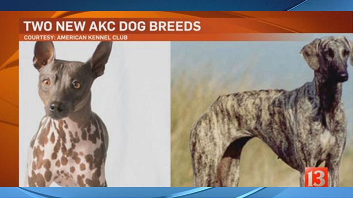 AKC recognizes two new dog breeds