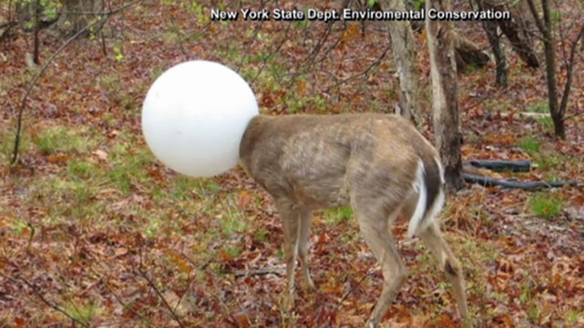Surprising science of deer in the headlights: It's better to just hit them
