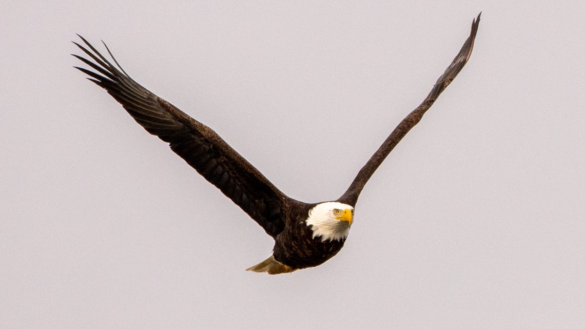 Bald eagles are soaring again at White Rock Lake, and they could