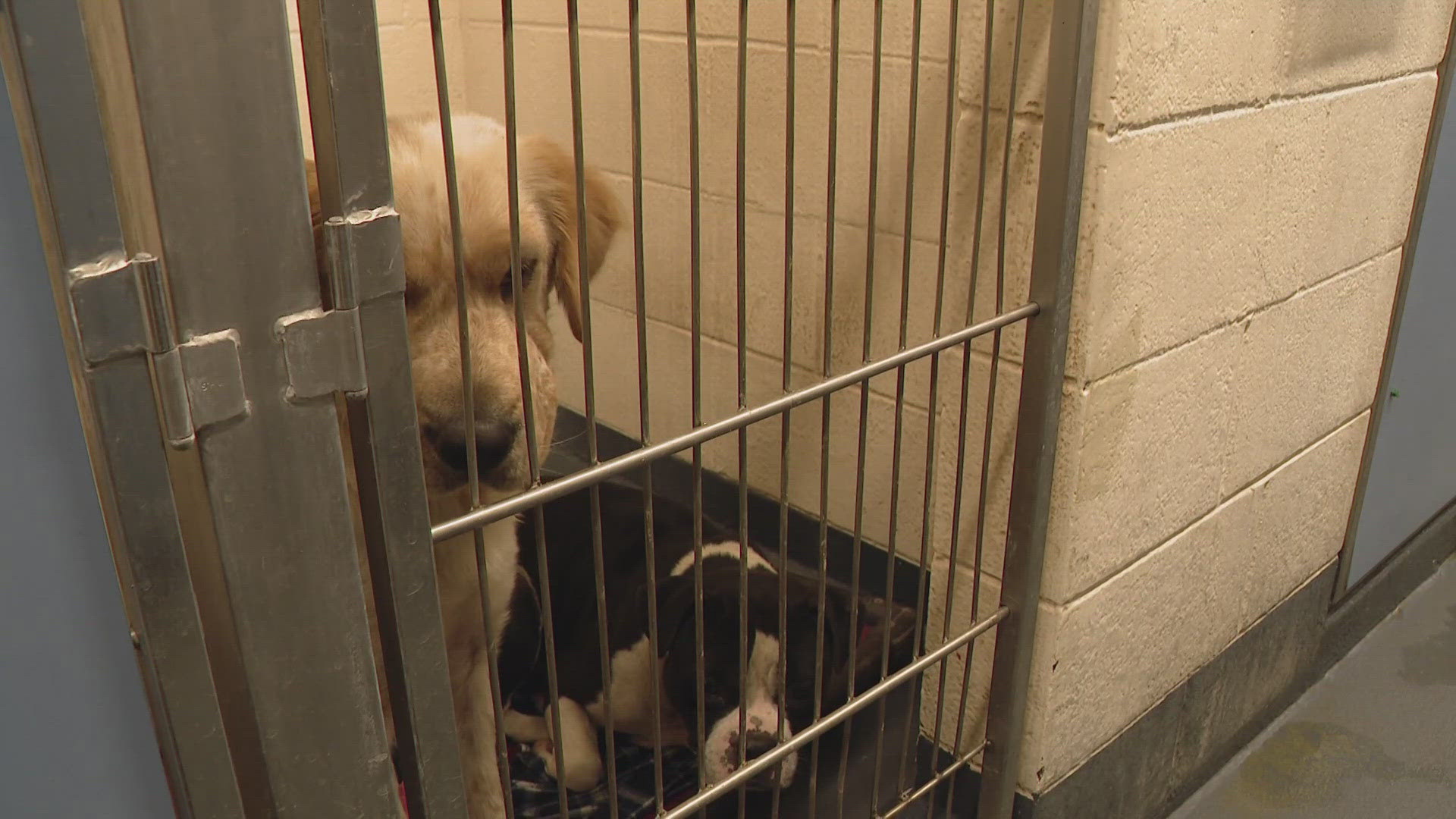 While the facility continues to investigate possible cases of kennel cough, Indianapolis Animal Care Services will only be taking in animals in emergencies.