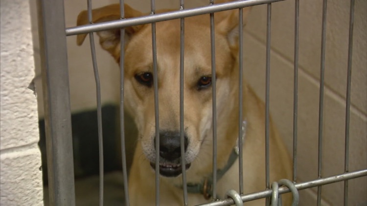 Indianapolis Animal Care Services posts open director position