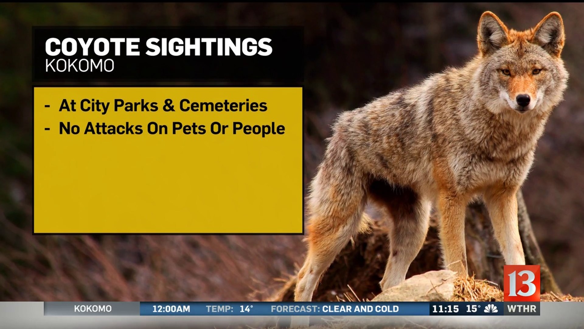 North Carolina coyote sightings are common in spring. Here's what you  should know. – The Virginian-Pilot