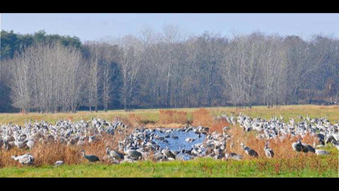 Sandhill cranes making migration stop in Indiana marshes