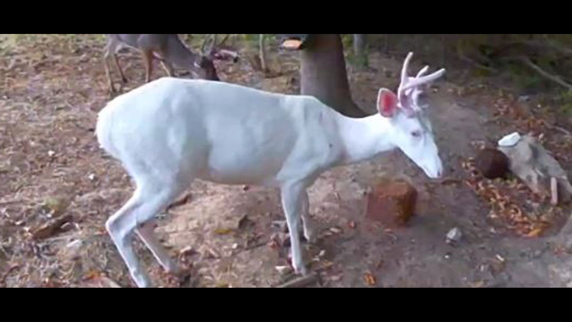 Rare albino deer spotted in Tennessee backyard