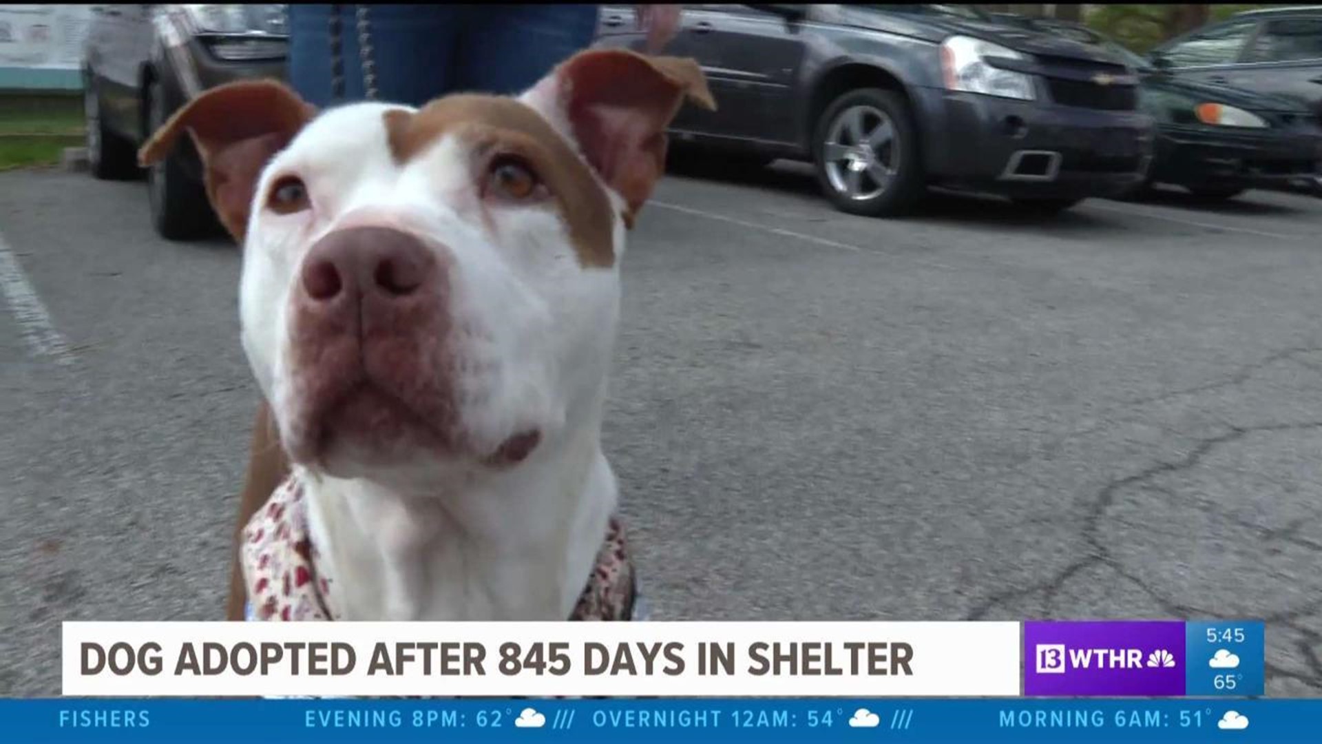 Dog adopted after long shelter stay