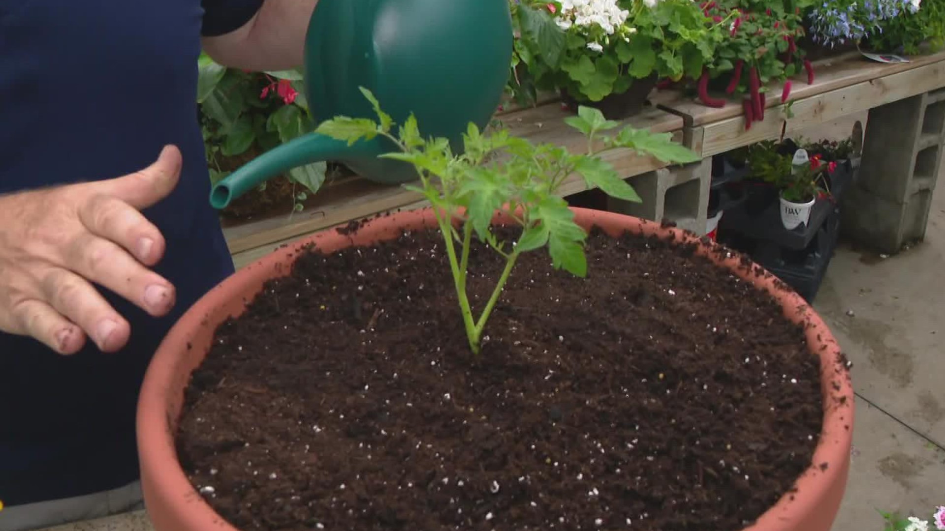 Planting tomatoes in May is a Hoosier tradition.
