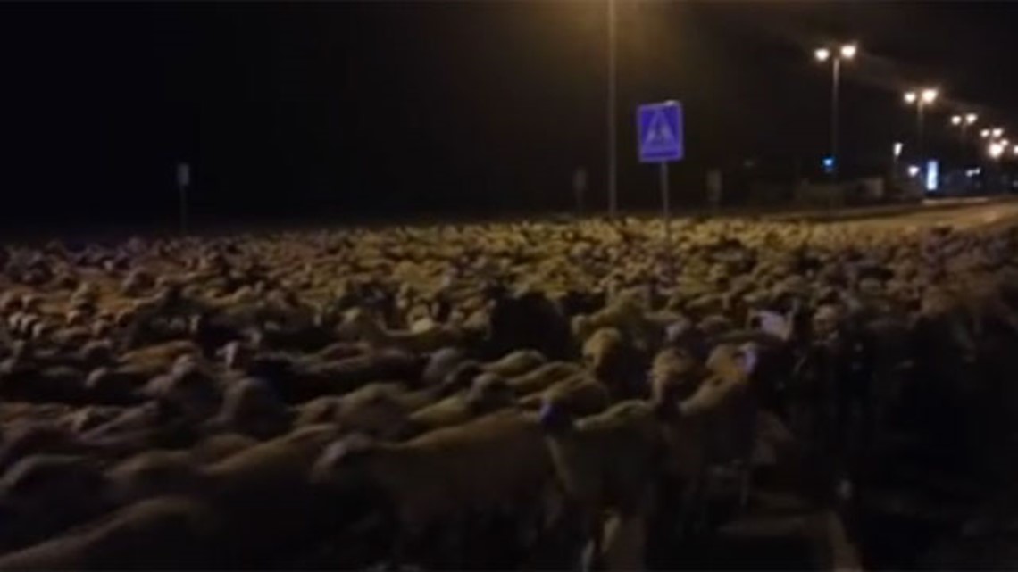 Shepherd falls asleep, flock of 1,300 sheep runs through Spanish town(01)