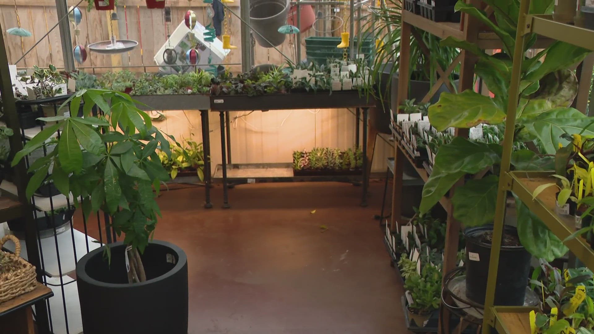 Pat Sullivan, from Sullivan Hardware and Garden, shares tips on bringing house plants inside as the colder temperatures arrive.