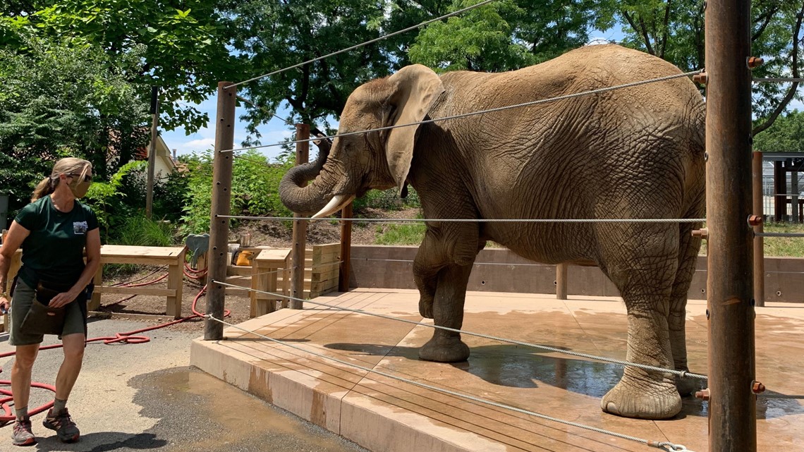 seksuel sol hobby You can help bathe an elephant at the newest Indianapolis Zoo exhibit |  wthr.com