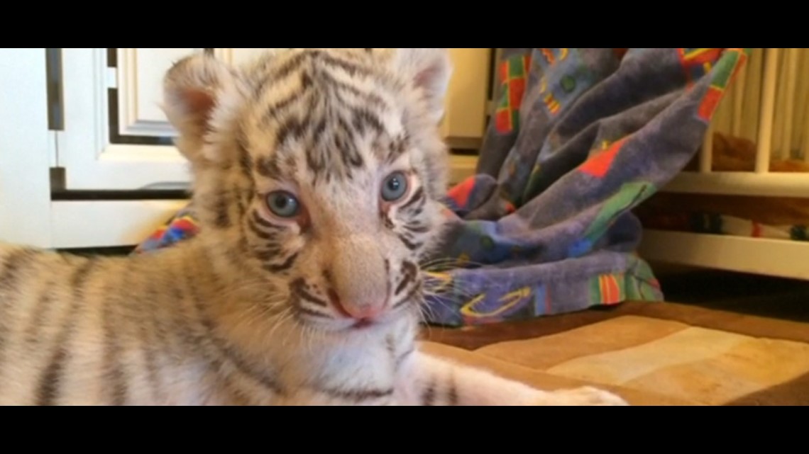 Cute Bengal Tiger Cubs Make Debut With Proud Mom