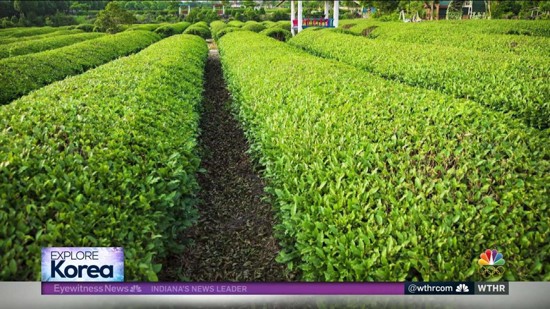 Explore Korea   Tea farms