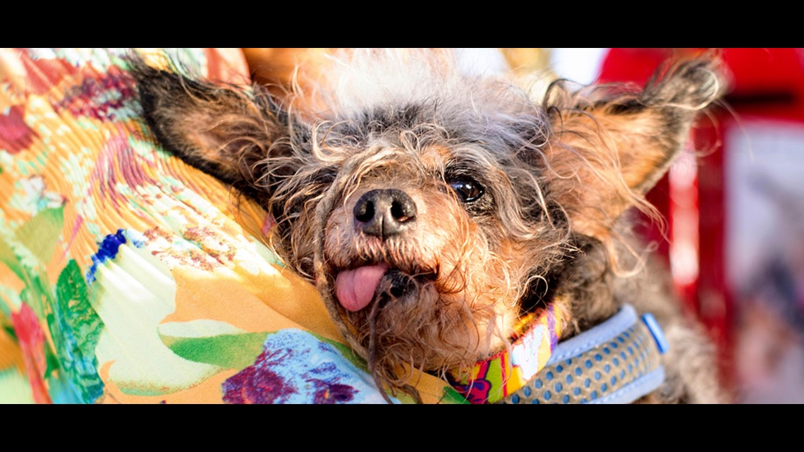 Ugliest dog 2024 contest 2019