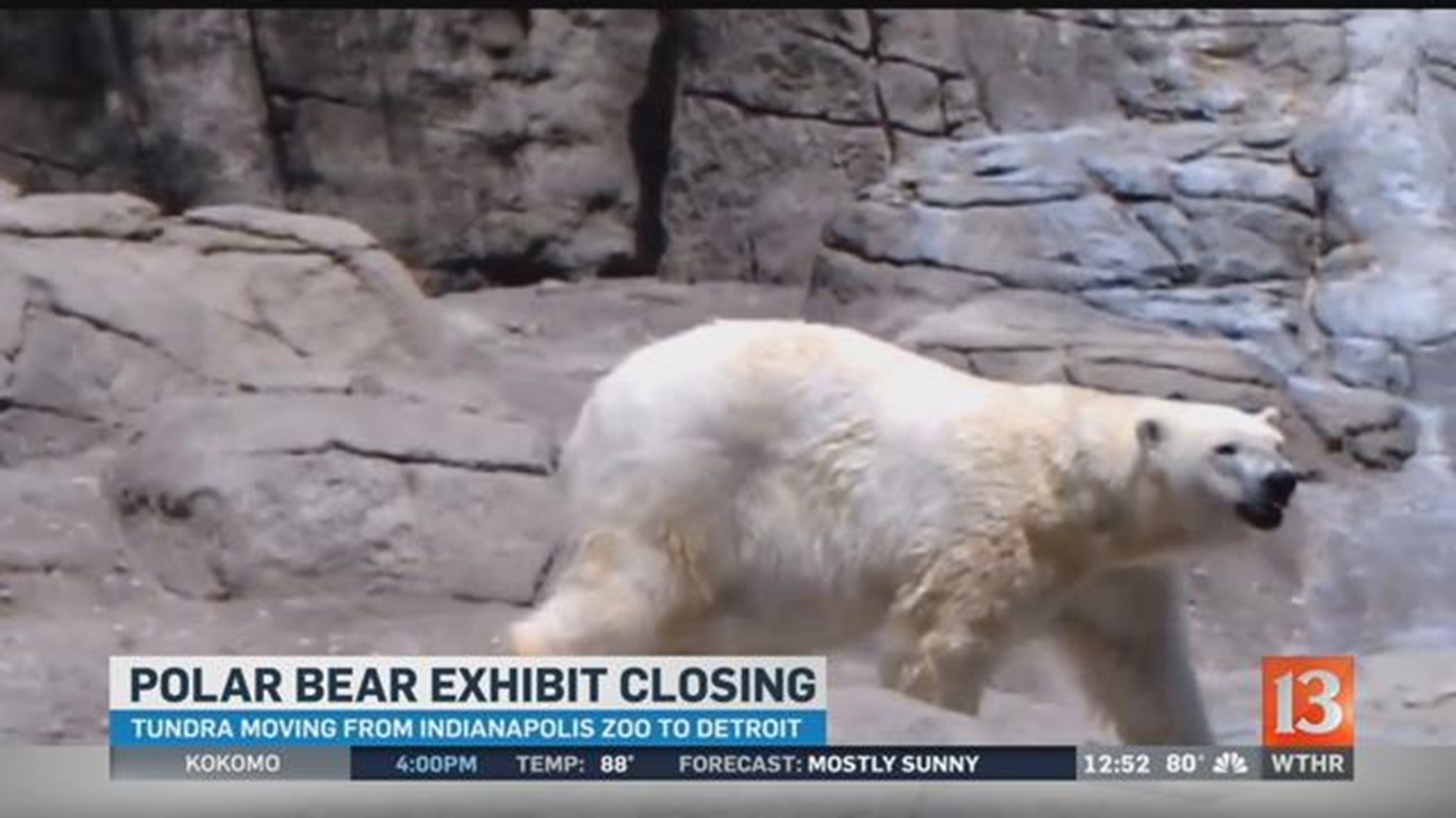 Polar Bear Exhibit Closing