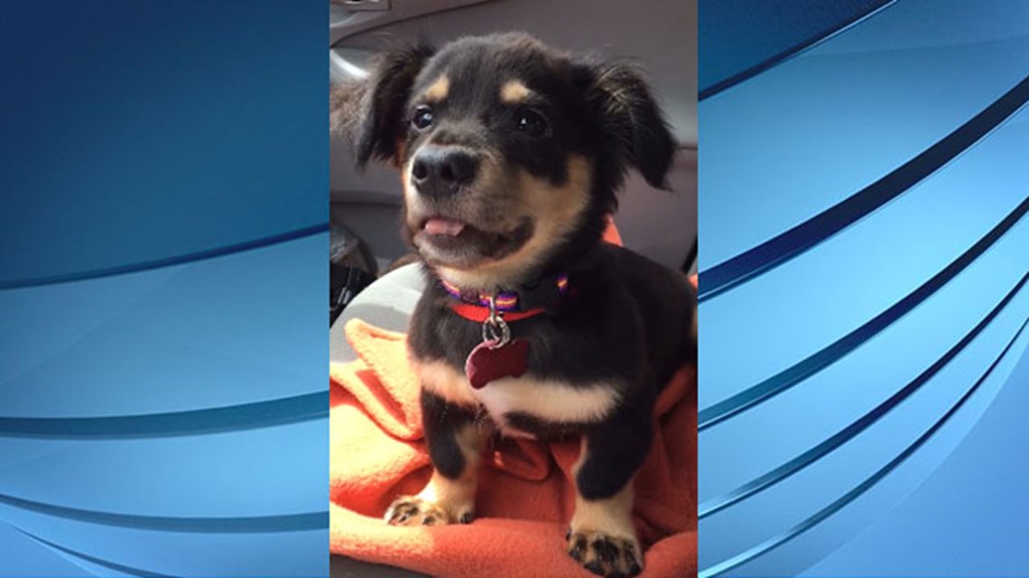 WATCH Adorable puppy throws a tantrum when he can't sit on foster mom