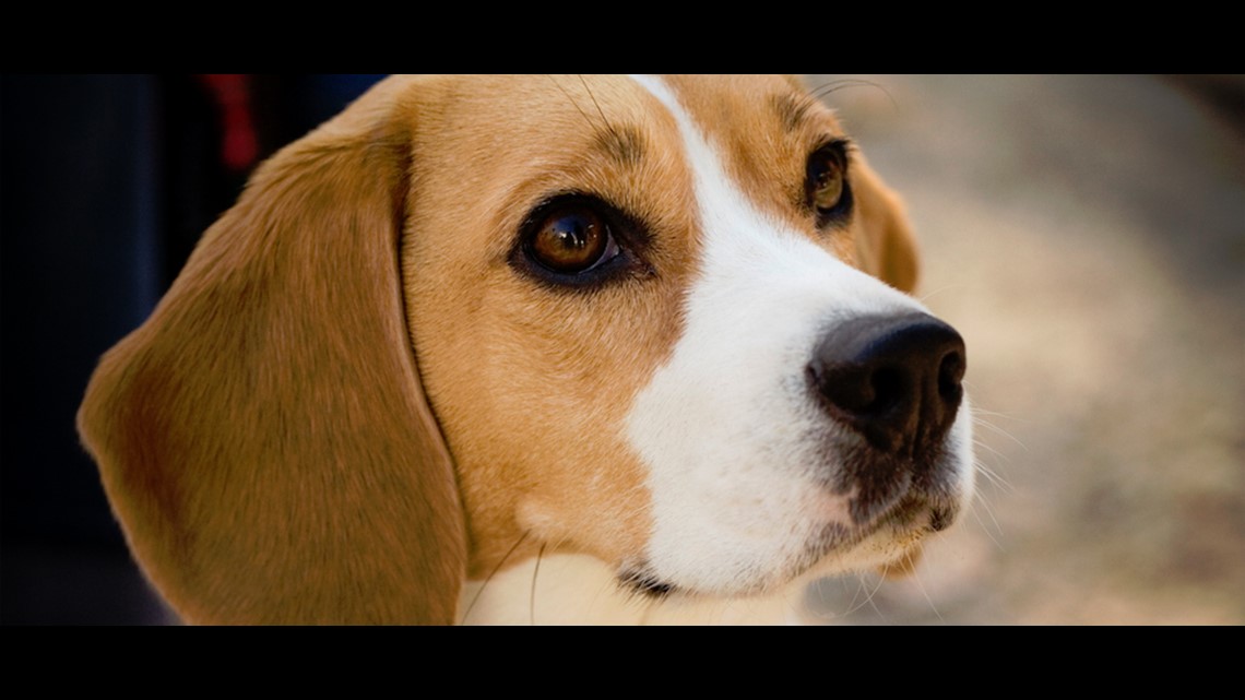 can beagles be trained