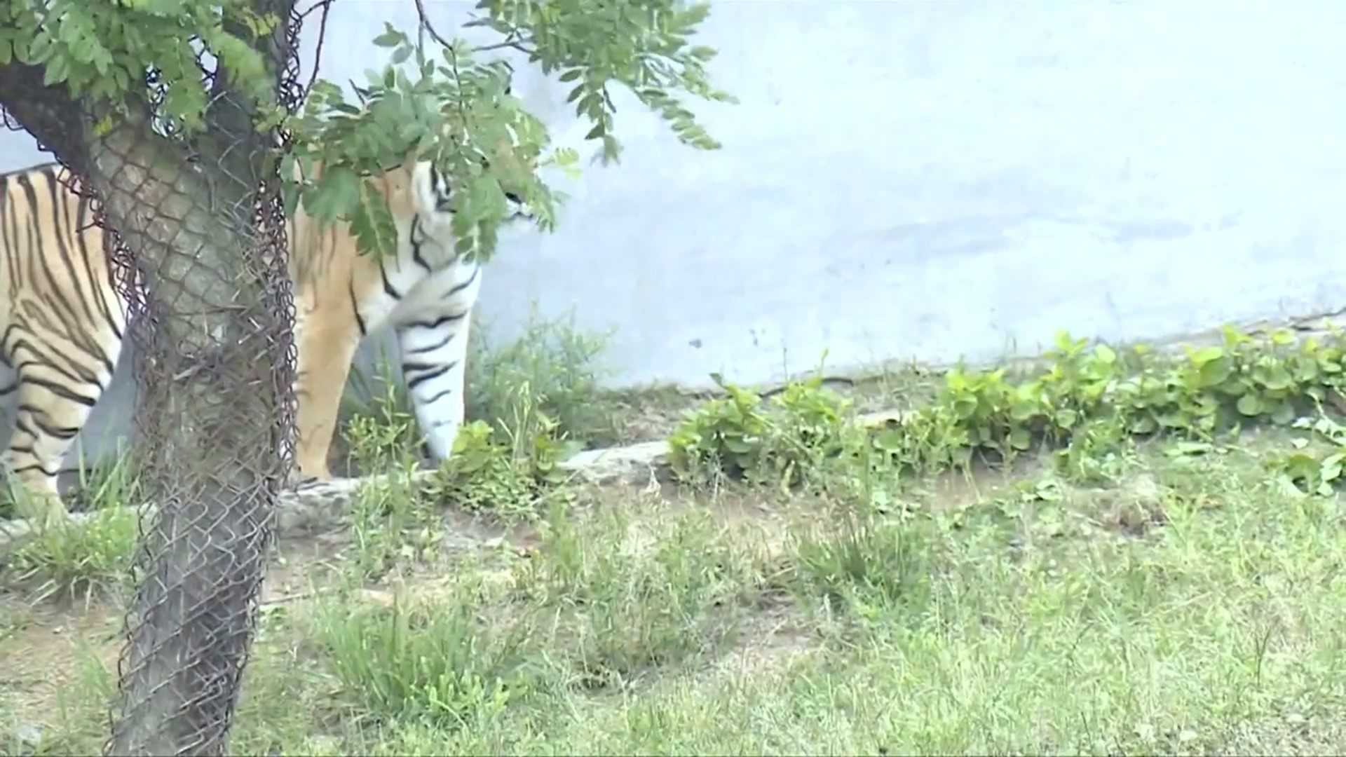 Rare White Tiger Cubs Come Out to Play