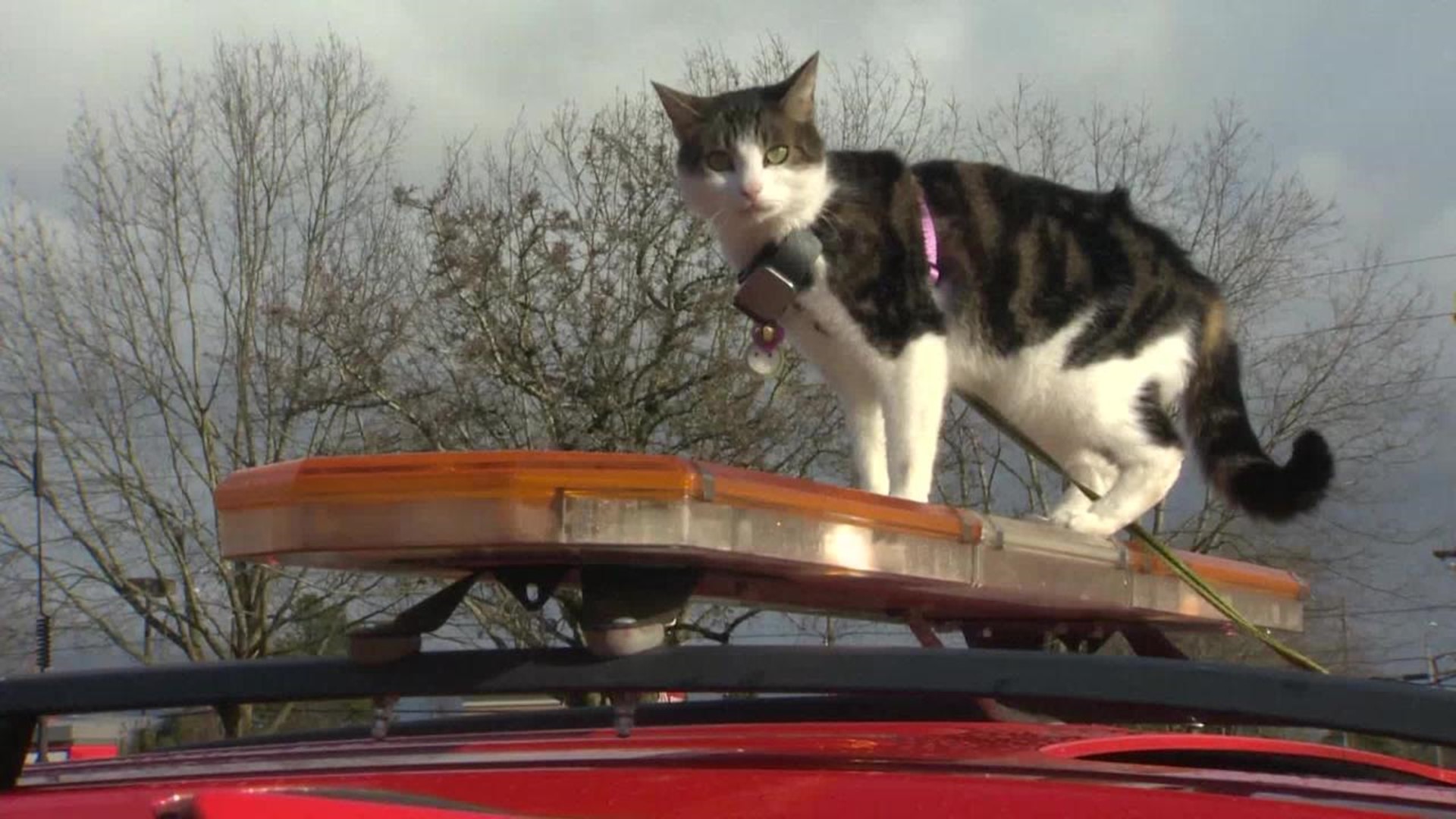 Car riding cat in Oregon
