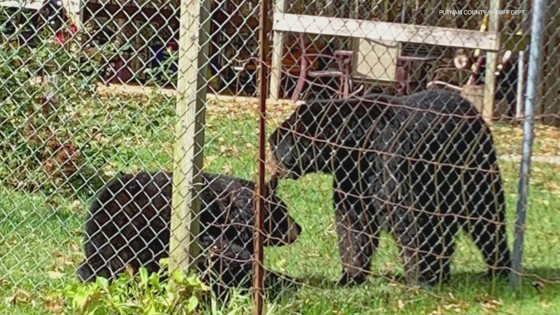 Deputies, conservation officers, city police and other animal experts responded.