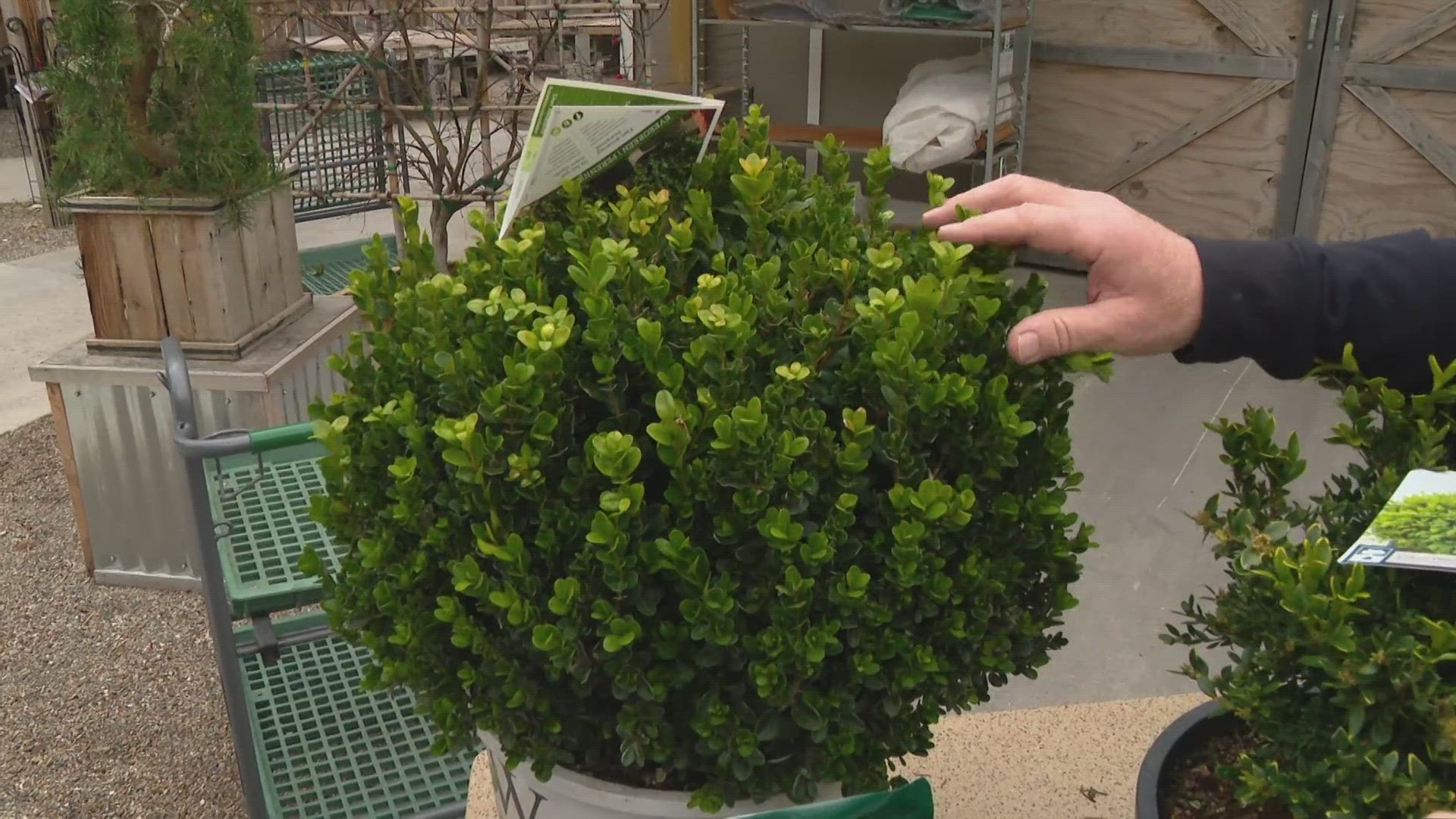 Pat Sullivan, from Sullivan Hardware and Garden, shares tips on how you should care for your evergreen shrubs and more this spring!