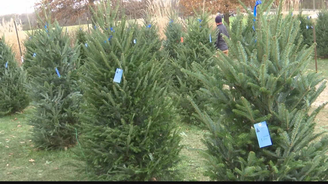 Christmas Tree Farms Try To Keep Up With Demand During Shortage | Wthr.com