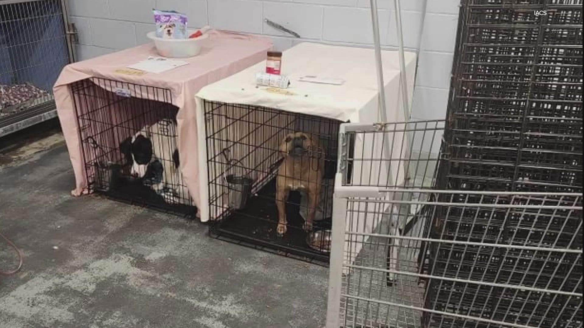 An Indianapolis shelter gave an update on the life-or-death danger it experienced this weekend, saying its plea to save pets in the shelter worked.