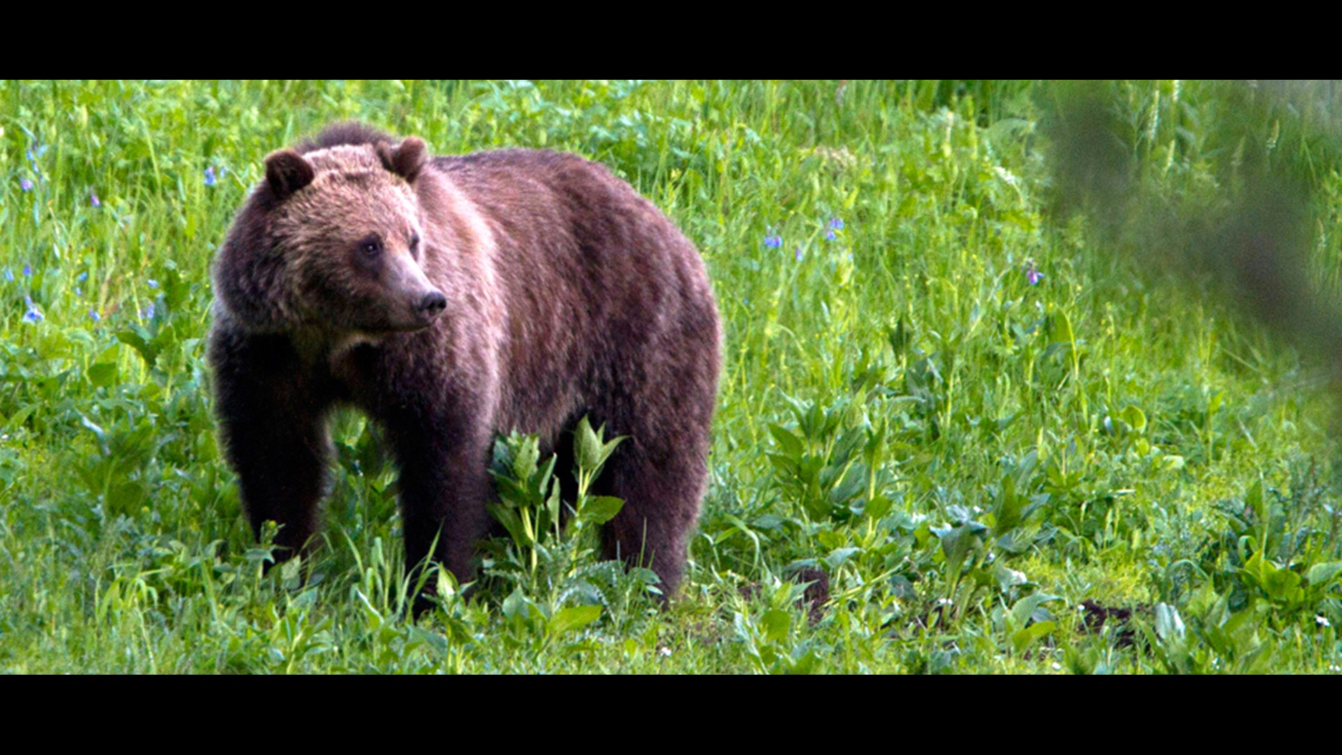 Grizzly bear kills woman and baby in Yukon | wthr.com