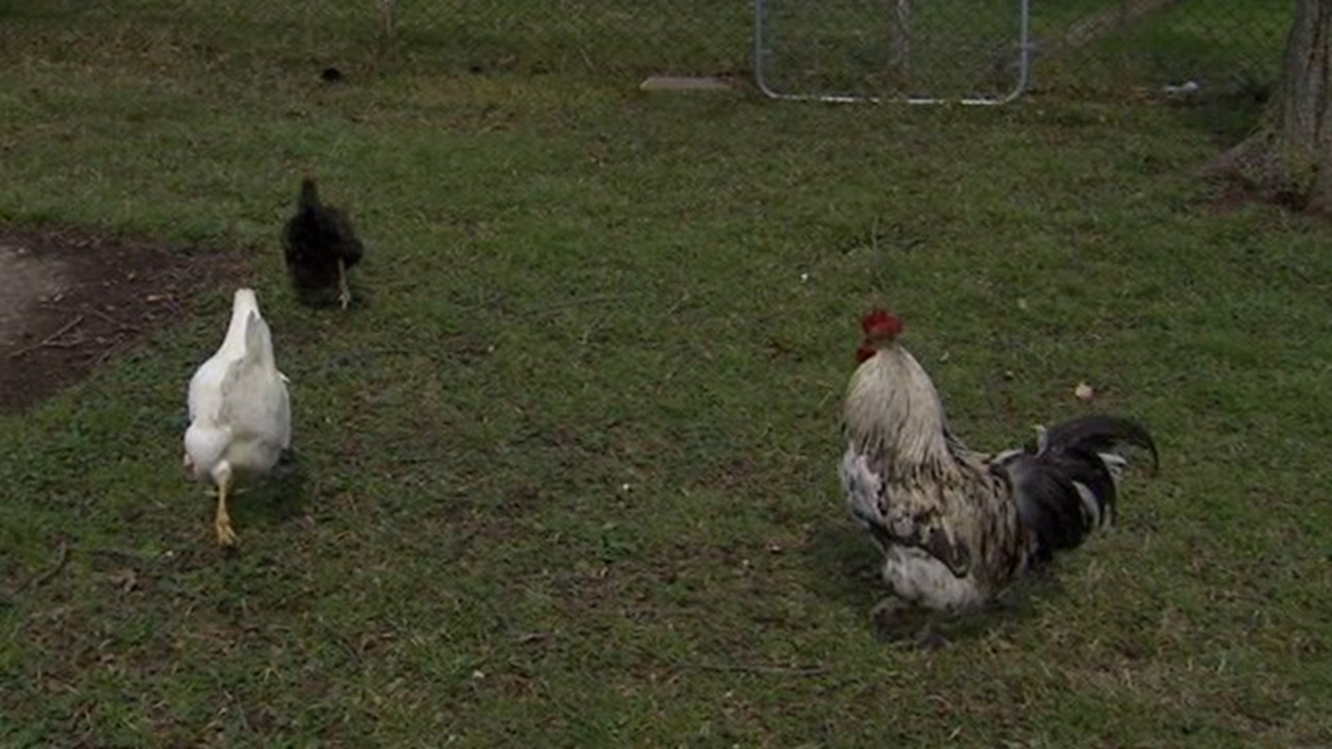 Indianapolis updates zoning code to include rules for chickens, other
