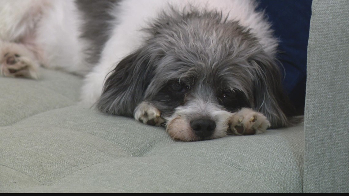 To the Rescue: Silver Snout Senior Dog Rescue