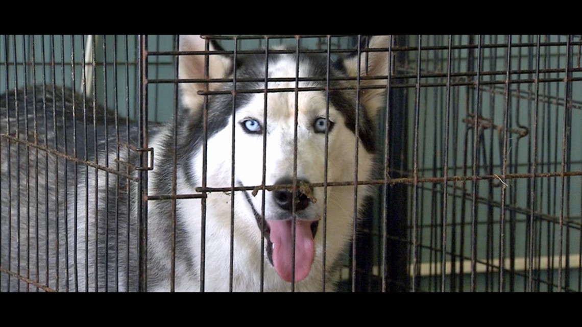 Central Indiana animal shelter way over capacity