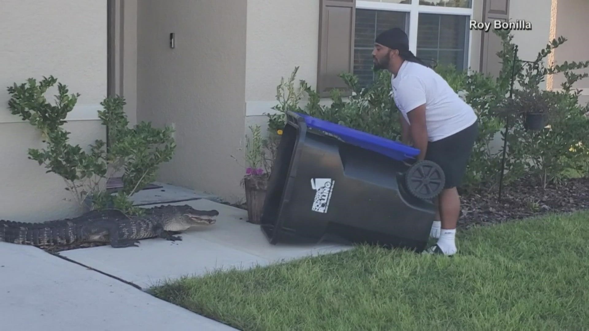 A man captured an alligator outside a Florida home using only a trash can then rolled the bin to a pond, opened it and ran.