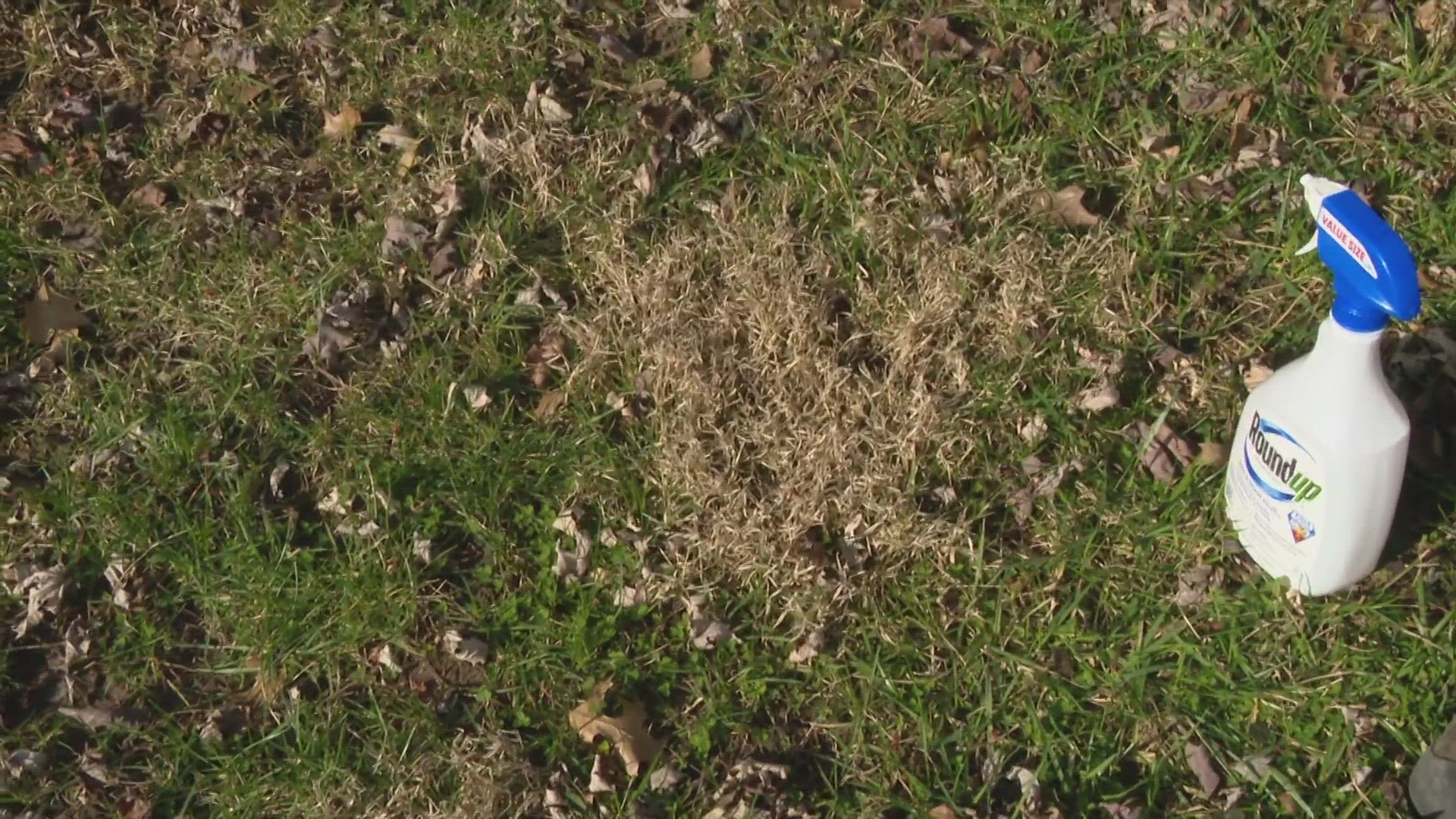 Indiana's March cold snap changes how and when you should attack weeds in your yard.